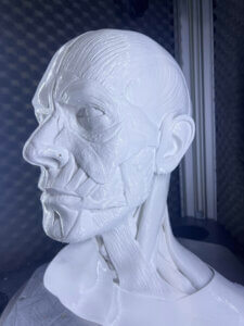 Buste anatomique imprimé en 3D grand format, prototype médical, PAMI3D